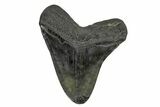 Fossil Megalodon Tooth - South Carolina #168020-2